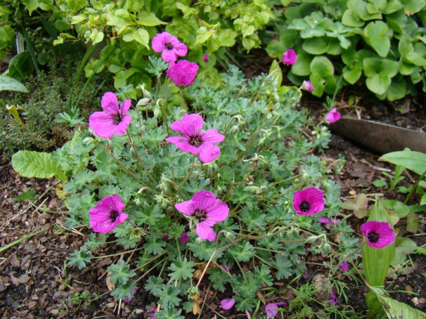 Geranium cinereum 'Splendens'