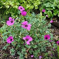 Geranium cinereum 'Splendens'