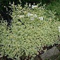 Silene maritima 'Druett's Variegated'