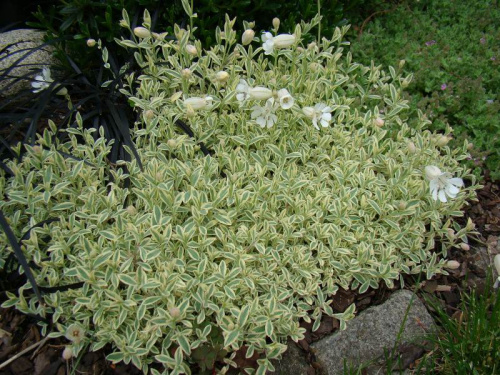 Silene maritima 'Druett's Variegated'