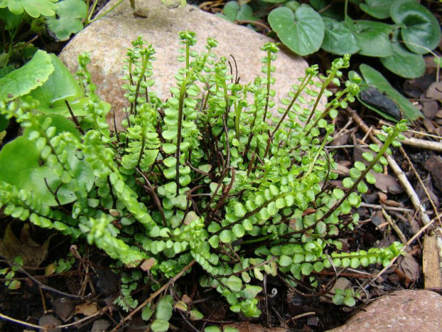 Asplenium trichomanes 'Cristatum'