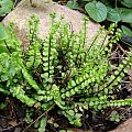 Asplenium trichomanes 'Cristatum'