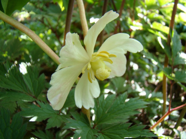 Podophyllum peltatum