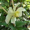 Podophyllum peltatum