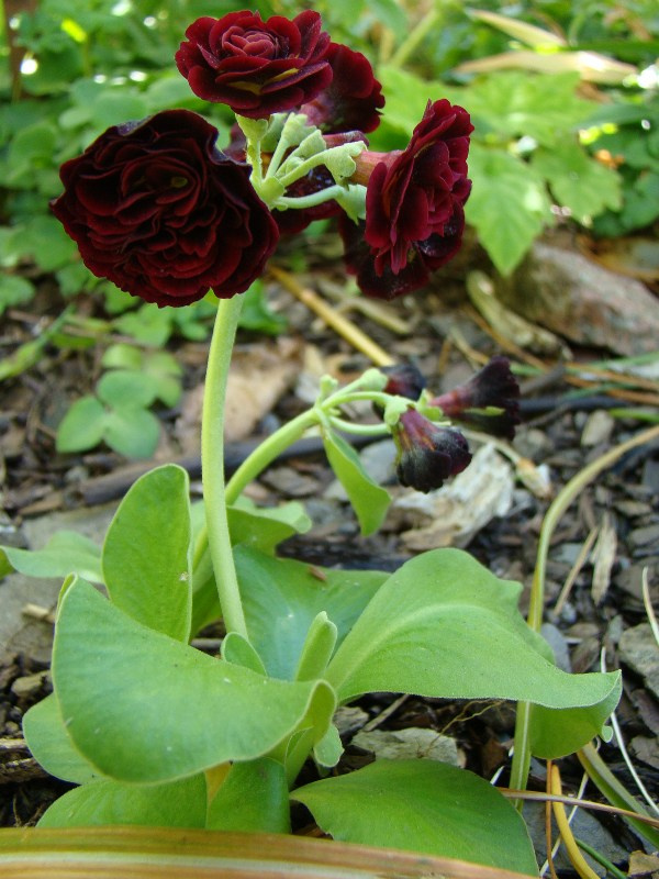 Primula auricula 'Crimson Glow'