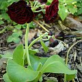 Primula auricula 'Crimson Glow'