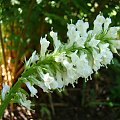 Wulfenia carinthiaca 'Alba'