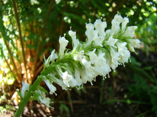 Wulfenia carinthiaca 'Alba'