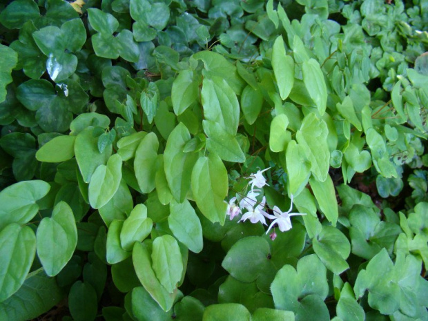 Epimedium x youngianum 'Roseum'