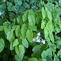 Epimedium x youngianum 'Roseum'