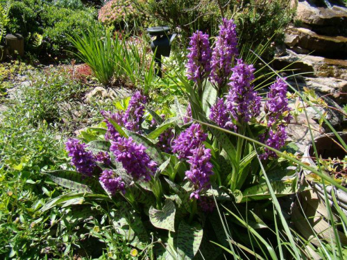 Dactylorhiza majalis