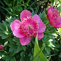 Paeonia officinalis 'Anemoniflora Rosea'