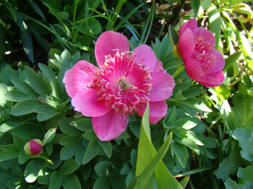 Paeonia officinalis 'Anemoniflora Rosea'