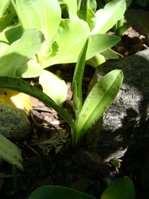 Dactylorhiza siewka