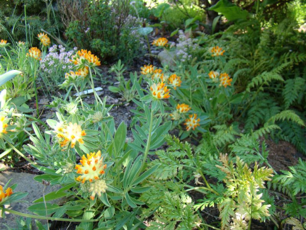 Anthyllis vulneraria