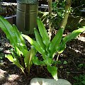 Phyllitis scolopendrium