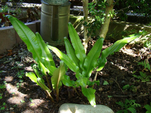 Phyllitis scolopendrium