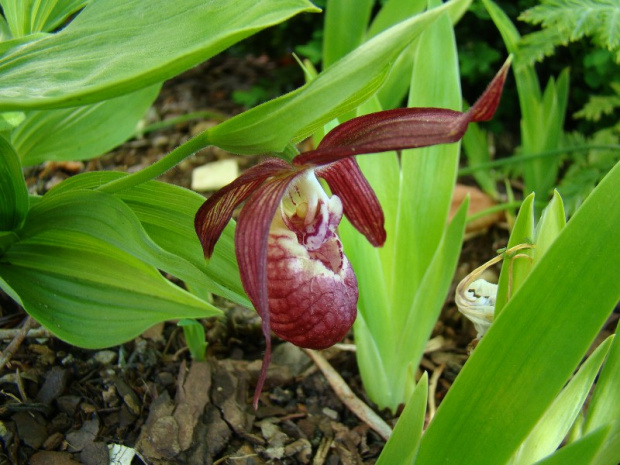 Cypripedium x ventricosum