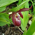 Cypripedium x ventricosum