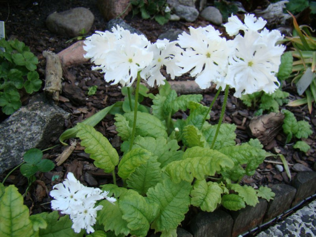 Primula sieboldii 'Snowflake'