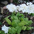 Primula sieboldii 'Snowflake'