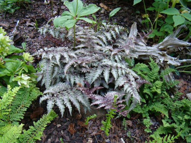 Athyrium niponicum var. pictum 'Ursula's Red'