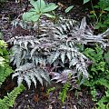 Athyrium niponicum var. pictum 'Ursula's Red'