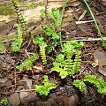 Blechnum penna-marina 'Cristata'