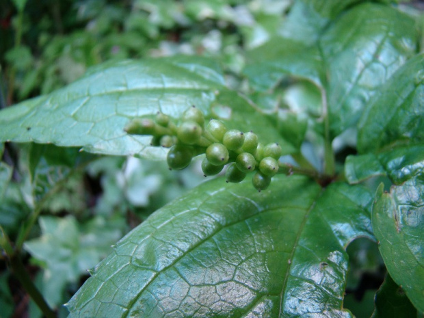 Chloranthus japonicus