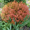 Berberis thunbergii 'Admiration'