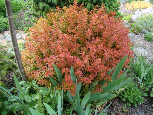 Berberis thunbergii 'Admiration'