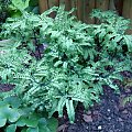 Adiantum aleuticum 'Subpumilum'