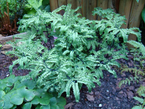 Adiantum aleuticum 'Subpumilum'