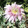 Tragopogon porrifolius