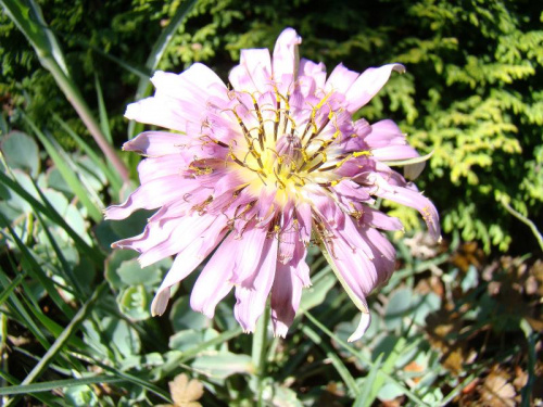 Tragopogon porrifolius