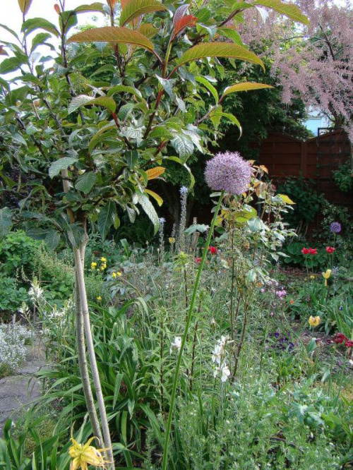 Salix moupinensis