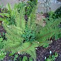 Polystichum setiferum 'Herrenhausen'