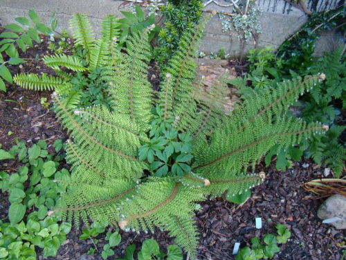 Polystichum setiferum 'Herrenhausen'