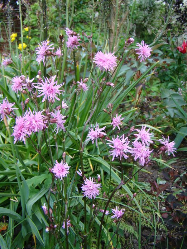 Lychnis flos-cuculi 'Lychjen' JENNY