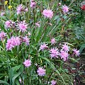 Lychnis flos-cuculi 'Lychjen' JENNY