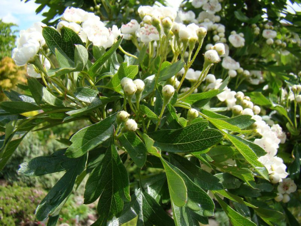 Crataegus monogyna 'Compacta'