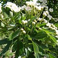 Crataegus monogyna 'Compacta'