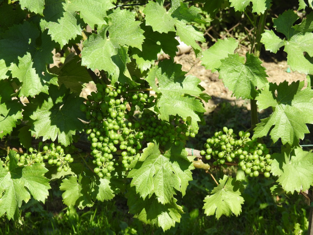 Sauvignon Kretos