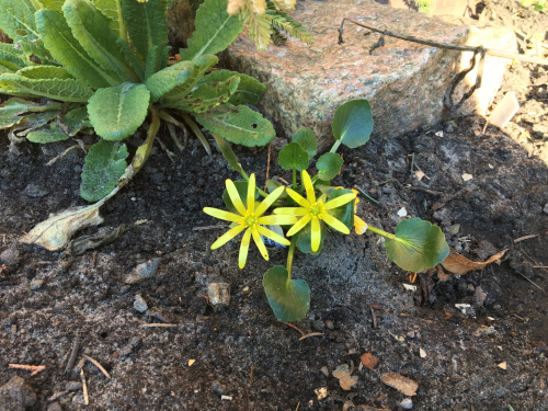 Ranunkulus kochii