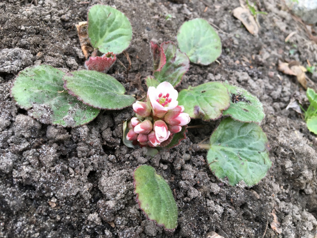 Bergenia cilliata