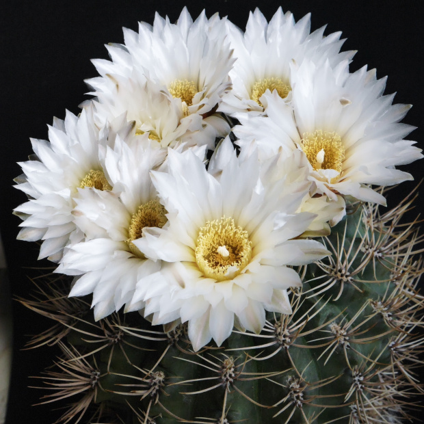 Gymnocalycium gibbosum v. chubutense