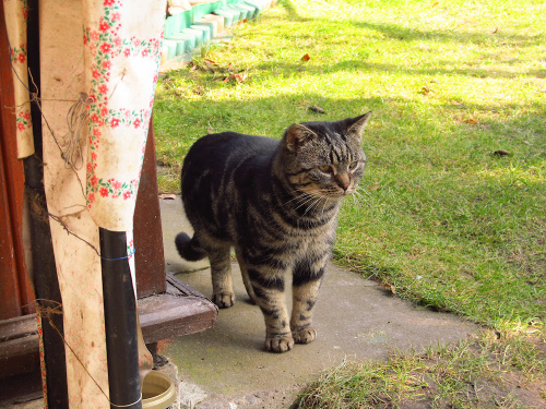 Mr Mruczuś ... zapatrzył się na jakąś kotkę, czyli wiosna idzie :-)