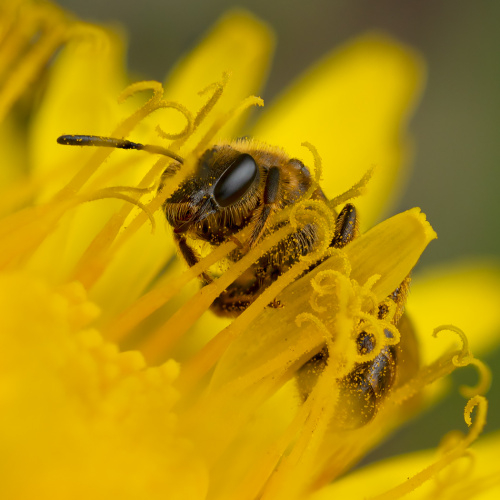 Pszczolinka przy pracy