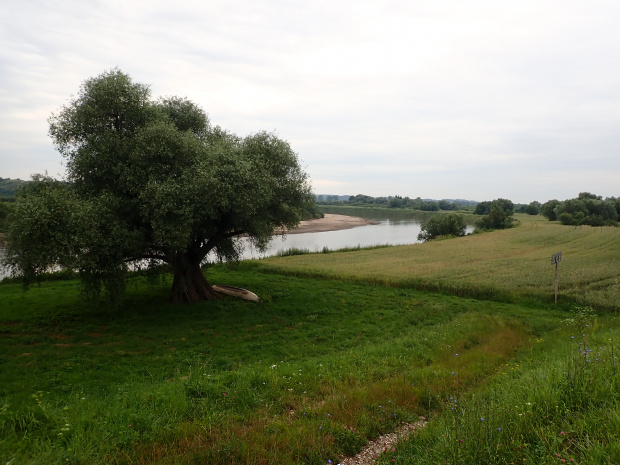 Wiślana Trasa Rowerowa na odcinku Niepołomice-Wietrzychowice (prom na Dunajcu)