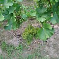 Sauvignon Kretos 1
